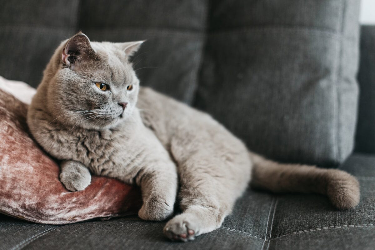 Fix those cat scratches on your couch and no one will know! 🤫 🙀 #cl, fix cat scratch couch