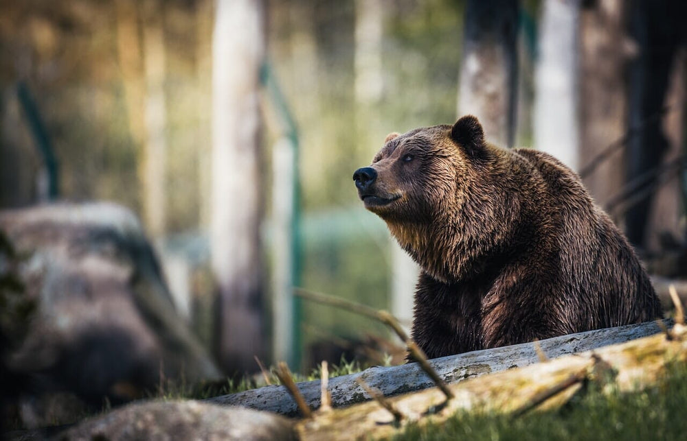 grizzly brown bear in forest