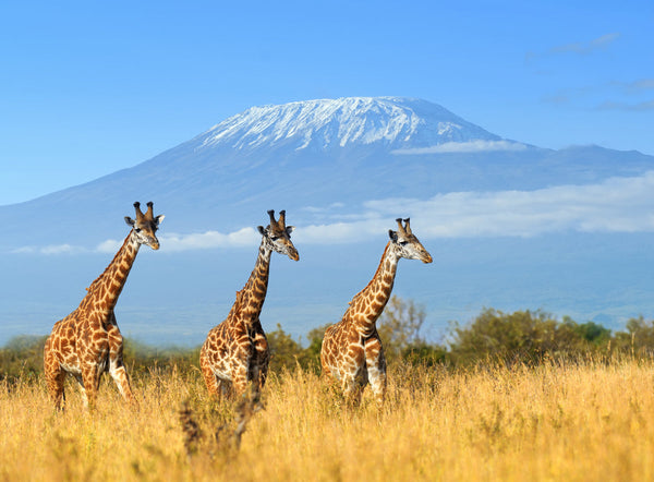 Discover Unspoiled Wilderness With Kenya